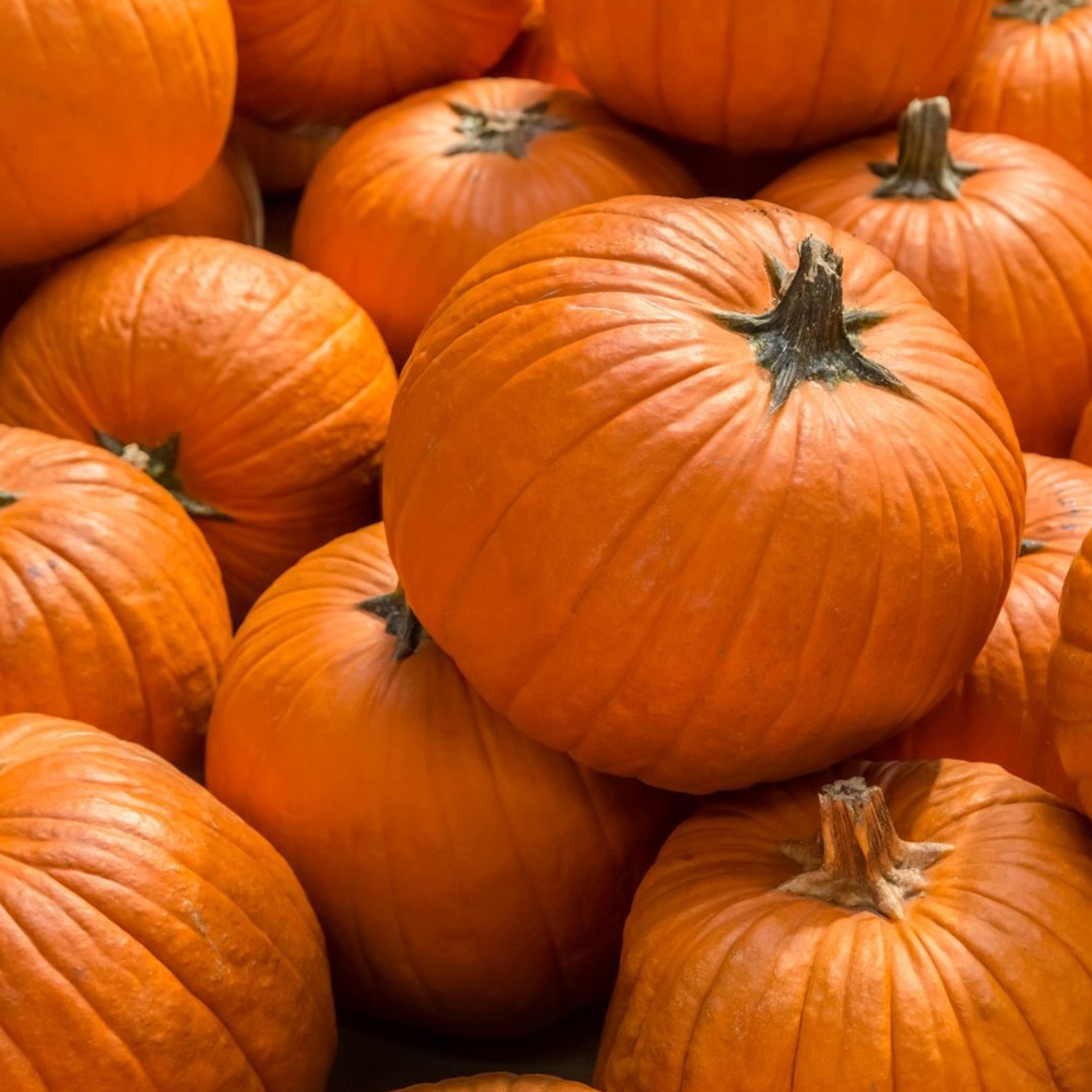 Citrouilles et courges