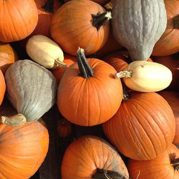 Citrouilles et courges