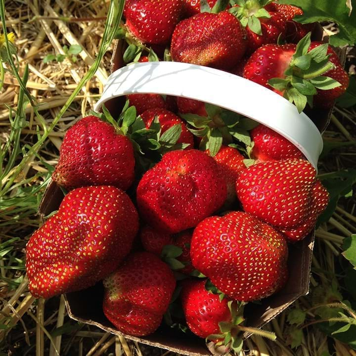 Fraises d'été